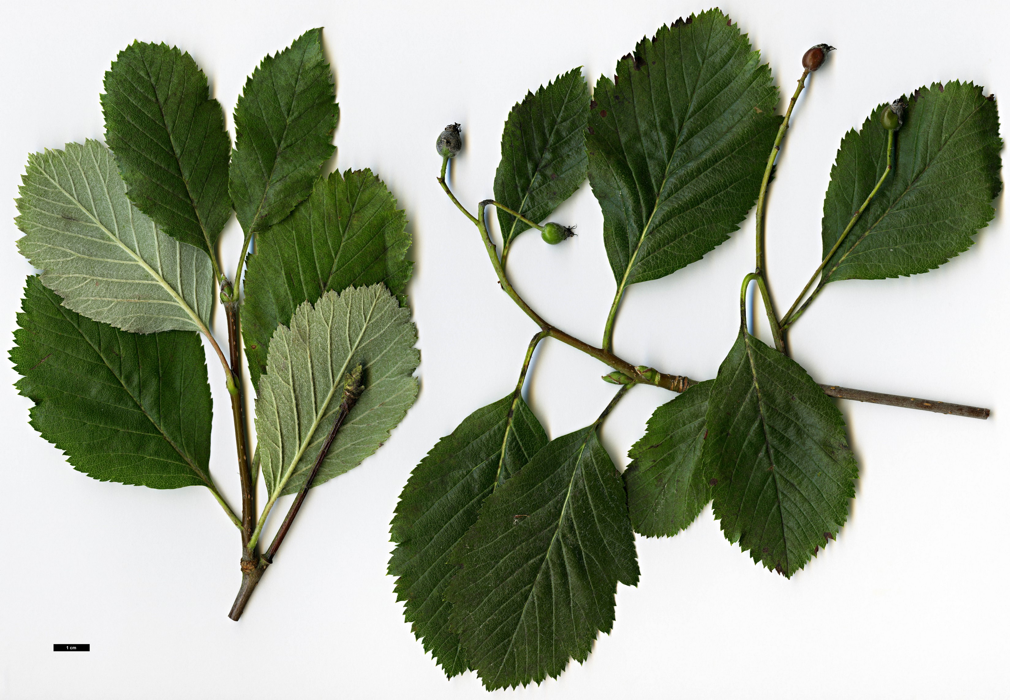 High resolution image: Family: Rosaceae - Genus: Sorbus - Taxon: anglica